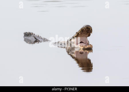 Ein amerikanischer Alligator spiegelt sich in ruhigen Gewässern, wie es Maul zum 20. April 2016 im grünen Teich, Südcarolina Donnelley Wildlife Management Area Abkühlen öffnet. Die Erhaltung ist Teil des größeren ACE Becken Natur Flüchtlings, eine der größten unbebauten Mündungen entlang der atlantischen Küste der Vereinigten Staaten. Stockfoto