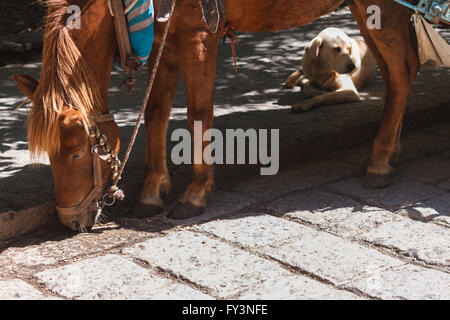 Chinesischen Trainer Pferd in Lijiang, Yunnan, China mit Kabelbaum und Glocken und einem Hund im Hintergrund eine Pause Stockfoto