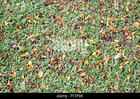 Grüner Rasen haben eine trockene Blätter im Frühjahr für die Design-Hintergrund gemischt. Stockfoto