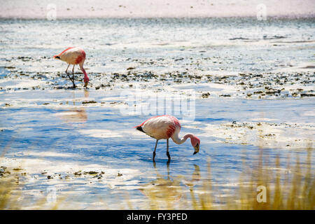 Flamingos in der Laguna bei der Reserva Nacional De Fauna Andina Edina Eduardo Avaroa, Potasi, Bolivien Essen Stockfoto