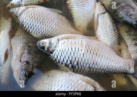 Fische gestorben, weil Abwasser aus der Fabrik. Stockfoto