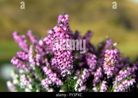 Nahaufnahme einer Heide Heide in der schottischen Wildnis. Stockfoto