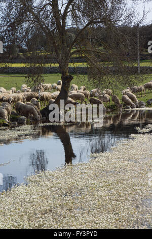 Schafe trinken aus einer langsamen Bewegung Stream mit gemeinsamen Wasser-Crowfoot Blumen im Wasser. Stockfoto