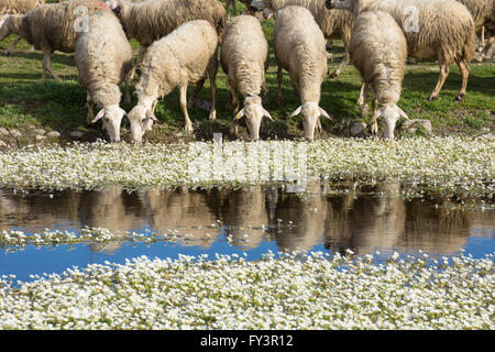 Schafe trinken aus einer langsamen Bewegung Stream mit gemeinsamen Wasser-Crowfoot Blumen im Wasser. Stockfoto