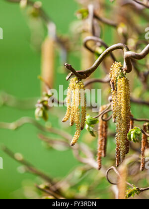 Nahaufnahme der Korkenzieher Hasel Blüten - Corylus Avellana contorta Stockfoto