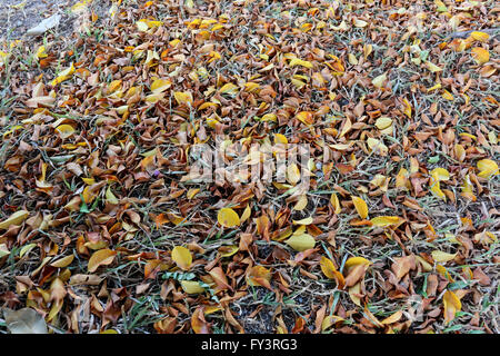 Herbstlaub auf dem Rasen für natürlichen Hintergrund. Stockfoto