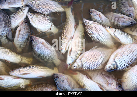 Fische gestorben, weil Abwasser aus der Fabrik. Stockfoto