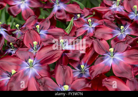 Tulipa 'dauerhafte Liebe"im Willem-Alexander-Pavillon im Keukenhof, einer der weltweit berühmten Blume Garten, Süd-Holland. Stockfoto