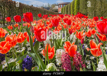 Ein Aufstand der Farbe im Frühjahr auf der weltberühmten Keukenhof, eines der weltweit größten Blumengärten, Lisse, Südholland, Niederlande. Stockfoto