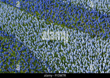 Muscari, bilden einen Teil eines Mosaiks Blume, genannt "The Golden Age'' an der Keukenhof, Lisse, Südholland, Niederlande. Stockfoto