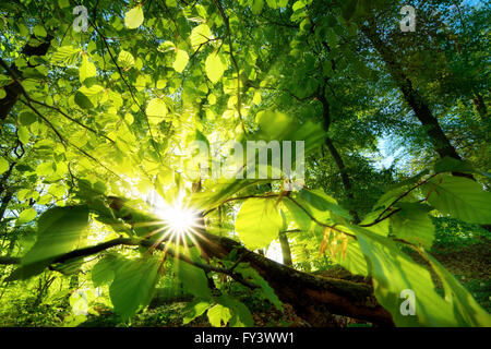 Strahlen der Sonne schön scheint durch die grünen Blätter der Buche direkt über den Waldboden Stockfoto