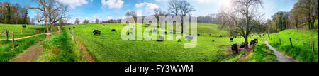 Panorama der idyllischen Landschaft im Frühlingssonnenschein mit blauem Himmel und Kühe weiden auf grünen Wiesen Stockfoto