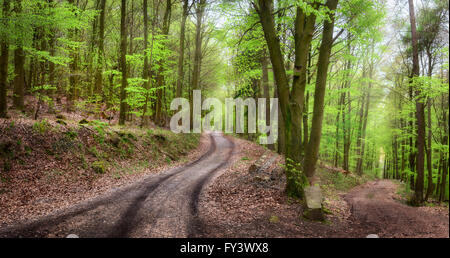 Ruhigen Frühling Waldlandschaft mit Pfaden lädt zu einem entspannenden Spaziergang mit bedecktem weiches Licht Stockfoto