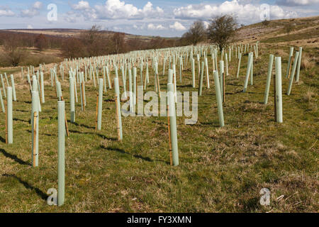 Neue Pflanzen von Bäumen geschützt durch Kunststoffhülsen, Peak District National Park, Derbyshire Stockfoto