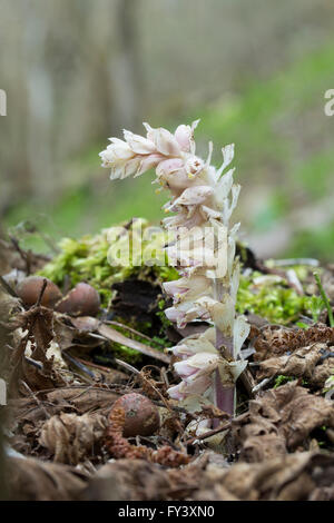 Toothwort, Lathraea Squamaria, als Parasit auf Hasel, Corylus wachsen.  Orobanchaceae.  Wächst auch auf Esche, Ulme, Buche, Erle. Stockfoto