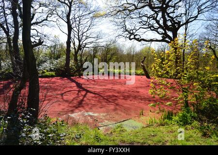 Roten Azolla (Mosquito Farn) auf einem Teich im Vereinigten Königreich. AZOLLA ist eine einzigartige Pflanze, die vom Menschen verursachten Klimawandels beitragen kann. Stockfoto