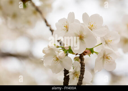 Frühling bedeutet Blüte. Die Blüte Blume auf die Obstbäume ist fruchtbar im Frühjahr. Stockfoto