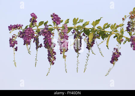 violette Blume im Namen ist, dass Taube-Beere im Garten blühen. Stockfoto