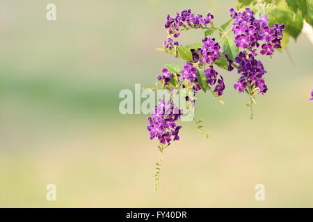 violette Blume im Namen ist, dass Taube-Beere im Garten blühen. Stockfoto