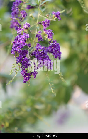 violette Blume im Namen ist, dass Taube-Beere im Garten blühen. Stockfoto