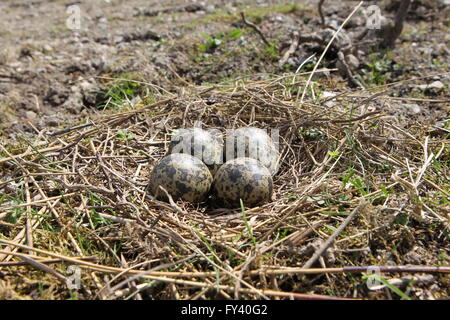 Kiebitz Vanellus Vanellus Nest Eiern Stockfoto