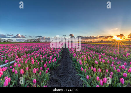 Schöne rosa Tulpenfeld in den Niederlanden bei Sonnenuntergang Stockfoto