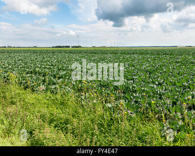 Bauernhof Spinat Feld und Windturbinen im Polder Flevoland, Niederlande Stockfoto