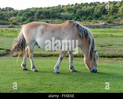 Norwegischer Fjord Pferd grasen auf der westfriesischen Insel Vlieland in der Provinz Friesland, Niederlande Stockfoto