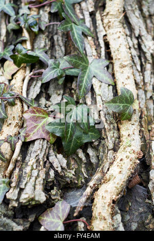 Efeu (Hedera Helix) wachsen am Stamm eines Baumes. Stockfoto