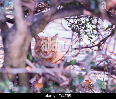 Die rote Katze sitzen in den Büschen. (Tiefenschärfe) Stockfoto