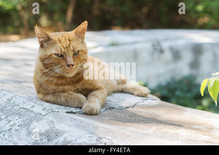 Schlafende Katze auf der Straße. Stockfoto