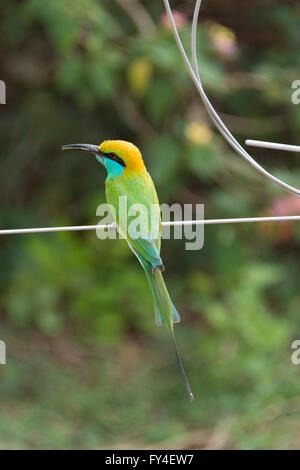 Kleiner grüner Bienenfresser (Merops orientalis), der auf einem Drahtzaun mit verschwommenen Blättern im Hintergrund im Udawalawe National Park, Sri Lanka sitzt Stockfoto