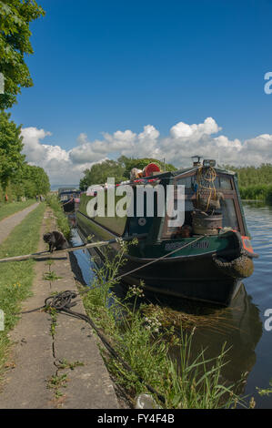 Eine schmale Boot vor Anker auf dem Glasson Zweig des Lancaster-Kanals Stockfoto