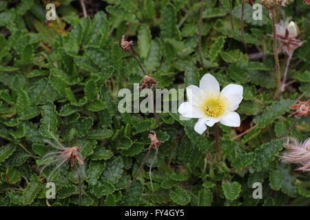 Weiße Dryade (Dryas Octopetala) blühen. Stockfoto