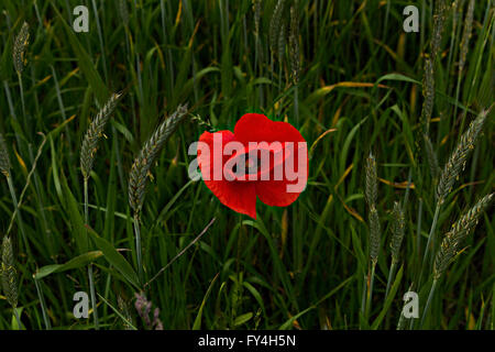 Red Poppy im Getreidefeld (Papaver Rhoeas) Stockfoto