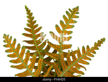 Die Unterseite der Lakritze Farnblätter" polypodium Glycyrrhiza', reproduktive Sporen Stockfoto