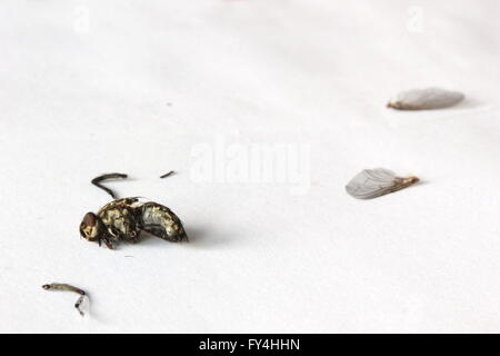 Makroaufnahme einer Tote Fliege (Stubenfliege - Musca Domestica) mit verstreuten Körperteile. Stockfoto