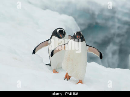 Gentoo Penguins (Pygoscelis Papua) im Schnee, Booth Island, antarktische Halbinsel, Antarktis Stockfoto