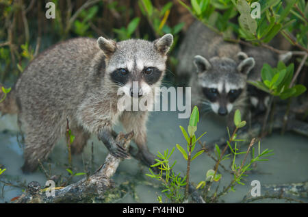 Pygmy Raccoon (Procyon Pygmaeus) vom Aussterben bedroht, die Insel Cozumel, Mexiko. Weniger als 500 bleiben bestehen. Stockfoto