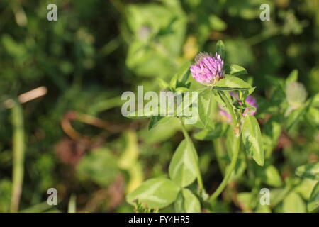 Rotklee (Trifolium Pratense) blühen. Stockfoto