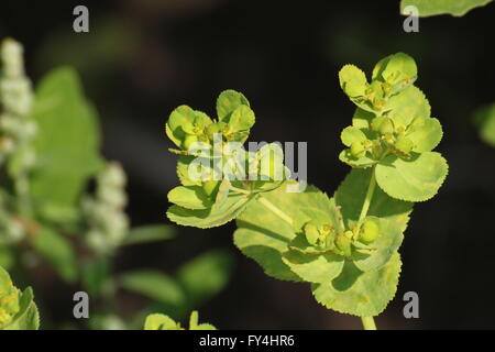 Sonne-Wolfsmilch (Euphorbia Helioscopia) Blüten. Stockfoto