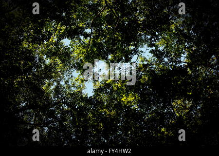 Blick nach oben in Buchenwald mit starker Vignettierung. Stockfoto