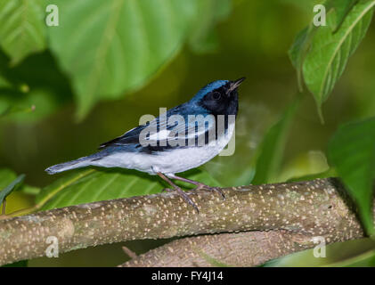 Ein Black-throated blaue Grasmücke (Setophaga Caerulescens) auf einem Ast. Jamaika, Karibik. Stockfoto