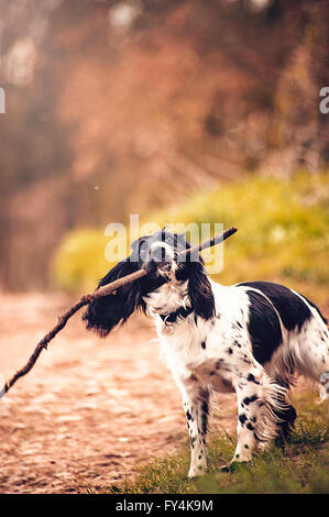 glücklicher Hund spielt mit dem Ast im Wald Stockfoto