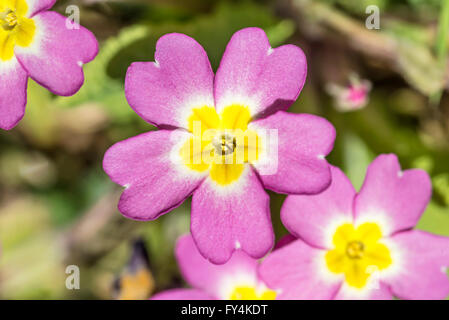Wilde Primel Blumen an einem sonnigen Frühlingstag Stockfoto