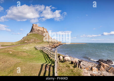 Eine Gruppe von Scottish Blackface Schafe bei Lindisfarne Castle, Holy Island, Northumberland, England, UK Stockfoto