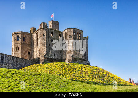 Frühling und Narzissen in Warkworth Castle, Warkworth, Northumberland, England, UK Stockfoto