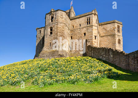 Frühling und Narzissen in Warkworth Castle, Warkworth, Northumberland, England, UK Stockfoto