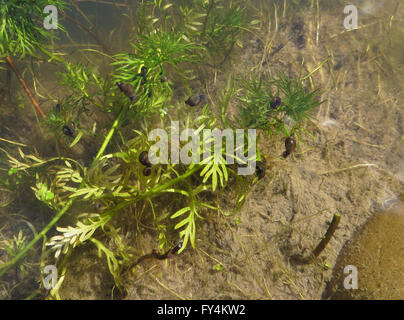 Kleine Wanderung Schnecke (Radix Peregra) und kleine große Ramshorn