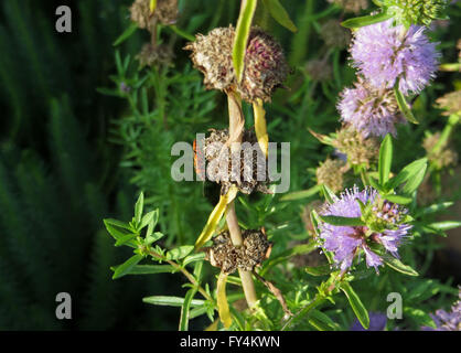 Seitenansicht des Zimt Bug (Corizus Hyoscyami) auf Toten Wasser Minze (Mentha Cervina) Blume Stockfoto